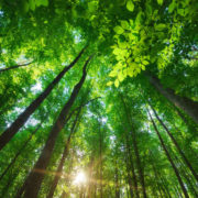 into the forest. nature composition.
